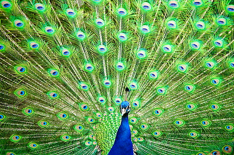 open feathered green and blue peacock, peafowl, peafowl, Indian Peafowl, open, feathered, green, blue peacock, Baden-Württemberg, Germany, Stuttgart, Wilhelma, Park, animal, bird, botanical garden, color, colored, colorful, feather, feathers, heritage, historical, indian, peacock, peafowl, zoological garden, Bad Cannstatt, DEU, explore, front page, Tamron, SP, AF, 70-200mm, F/2.8, Di, LD, Macro, HD wallpaper HD wallpaper
