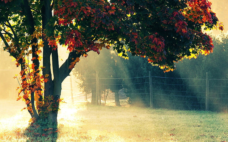 green and red leafed tree, trees, fence, sunlight, landscape, fall, sun rays, HD wallpaper