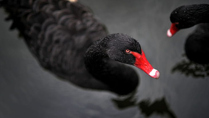 black swan, HD wallpaper | Wallpaperbetter