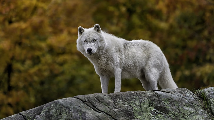 wildlife, canis lupus tundrarum, white wolf, mammal, wolf, wilderness, rock, artic wolf, HD wallpaper