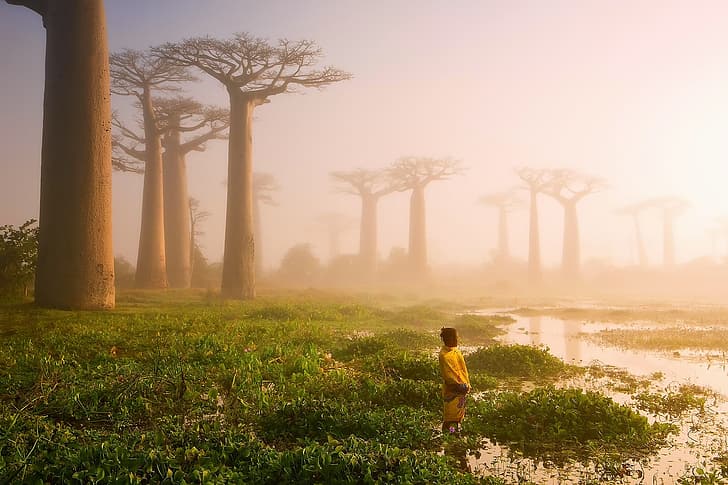 światło, drzewa, rzeka, ludzie, bagno, poranek, mgła, Afryka, baobaby, Tapety HD
