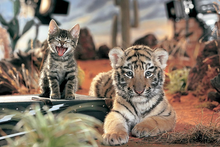 Animal, Cute, Cat, Cub, Kitten, Tiger, HD wallpaper