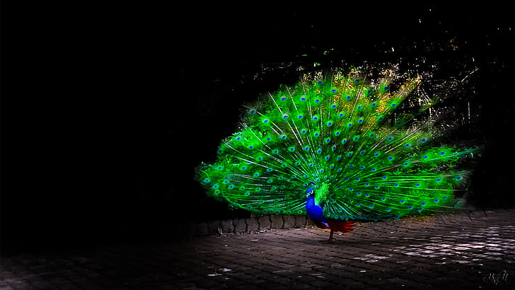 pavo real verde y azul, animales, pájaros, pavos reales, ilustraciones, Fondo de pantalla HD