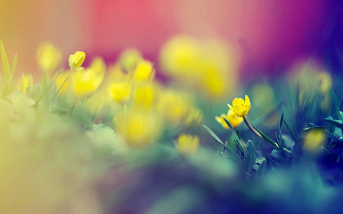 Flowers Macro Blur HD ، الطبيعة ، الماكرو ، الزهور ، التمويه، خلفية HD HD wallpaper