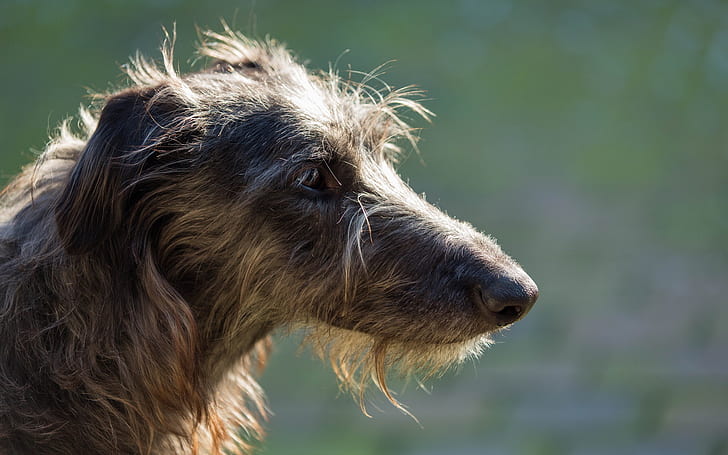 ดูสุนัข sighthound, วอลล์เปเปอร์ HD