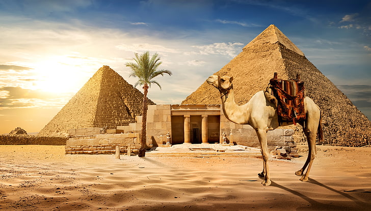 песок, небо, солнце, пальма, камни, пустыня, верблюд, египет, пирамида, Каир, HD обои