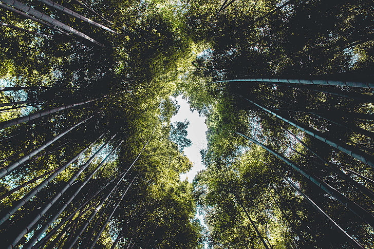 alam, pohon, bambu, Wallpaper HD