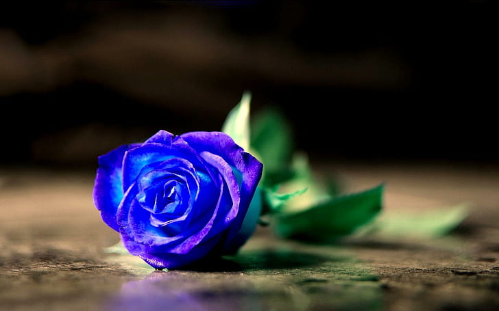 床の上の青いバラ、花、青、バラ、床、自然と風景、 HDデスクトップの壁紙