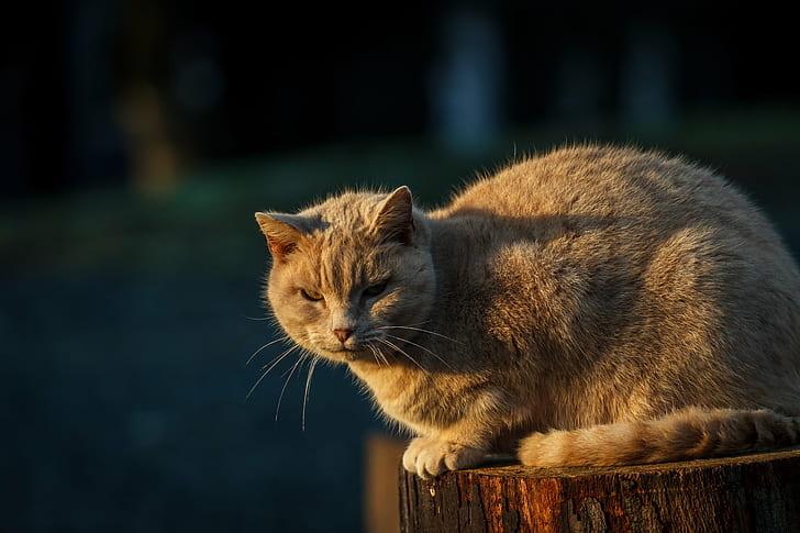 orange tabby cat on top of wood log, cat, domestic Cat, animal, pets, cute, mammal, outdoors, kitten, feline, nature, fur, HD wallpaper