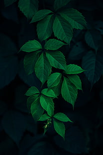 緑の卵形葉植物、葉、緑、枝、暗い背景、 HDデスクトップの壁紙 HD wallpaper