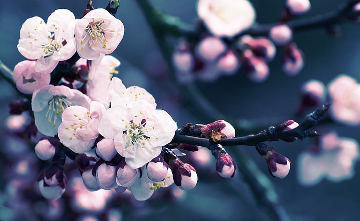 Close up Of Cherry Blossom, white and pink flower, Seasons, Spring, Cherry, Close, Blossom, HD wallpaper