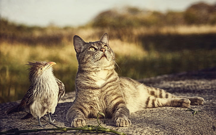 Gato e pássaro, gato, pássaro, curiosidade, HD papel de parede