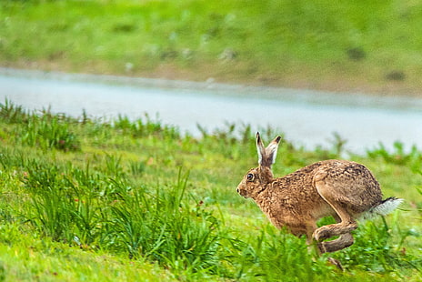 brown rabbit running on green grass field during daytime, gloucestershire, gloucestershire, Need for Speed, Severn Valley, Gloucestershire, green grass, daytime, hare, mammal, animal, nature, fauna, water, lake, grass, wetland, coombe  hill, reserve, severn  valley, england, britain, british  countryside, sony  alpha, a700, minolta, f4.5, apo, running  speed, fast  motion, photograph, photo, photography, picture, art, light, exposure, capture, shot, image, snap, world, earth, planet, natural  history, outdoor, wildlife, animals, landscape, uk, country, outdoors, animals In The Wild, green Color, HD wallpaper HD wallpaper