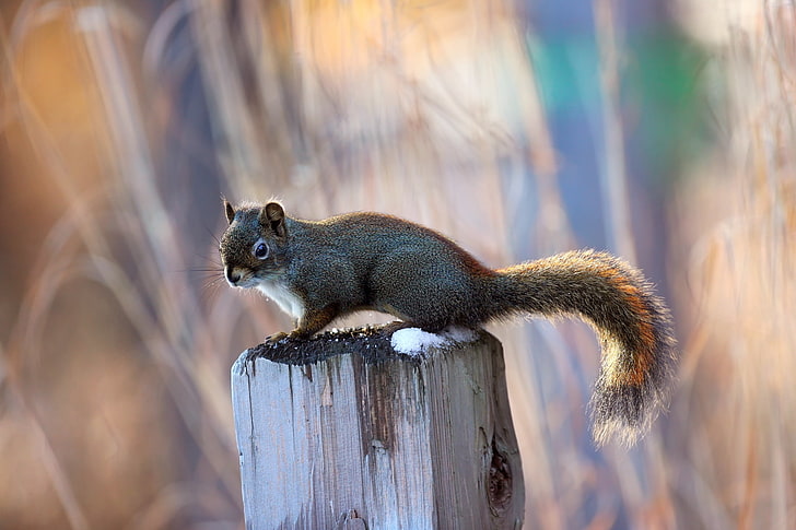 gray and brown squirrel, squirrel, post, sit, animal, HD wallpaper
