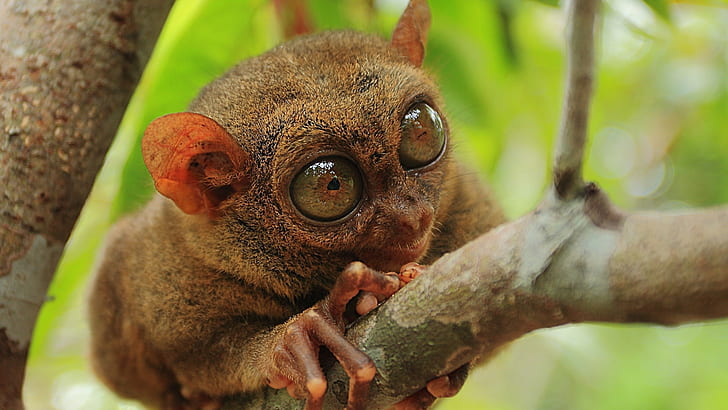 animals tarsiers, HD wallpaper