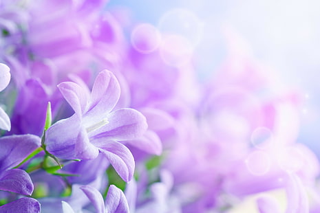 flores, gloria de la mañana, 8k, rayos, púrpura, 5k, 4k, Fondo de pantalla HD HD wallpaper