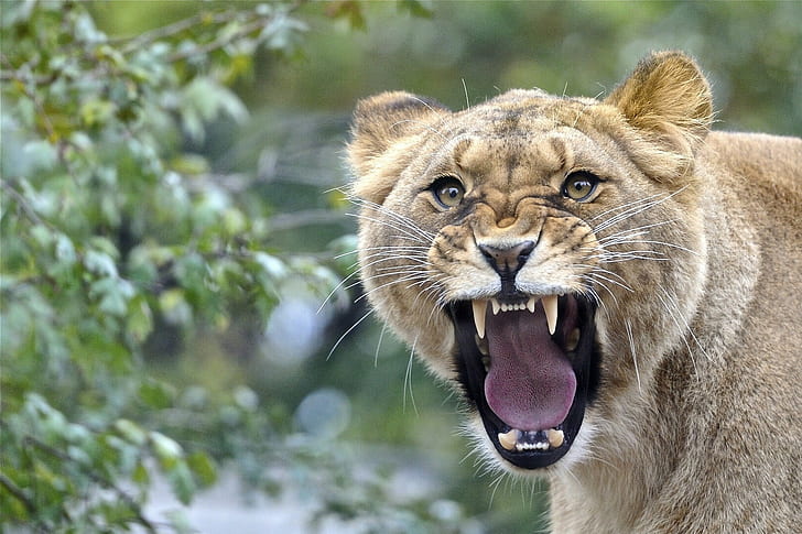 Mount predator, harimau coklat dan hitam, singa betina, mulut, predator, lidah, gigi taring, s, hd, Wallpaper HD
