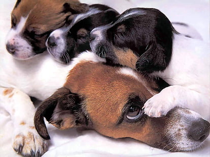 собаки Джек Рассел терьеры Джек Рассел терьеры Животные Собаки HD Art, спящие, собаки, щенки, джек рассел терьеры, HD обои HD wallpaper