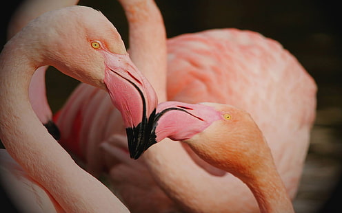Flamingo Kiss Kissing Bakgrundsbilder Hd, HD tapet HD wallpaper