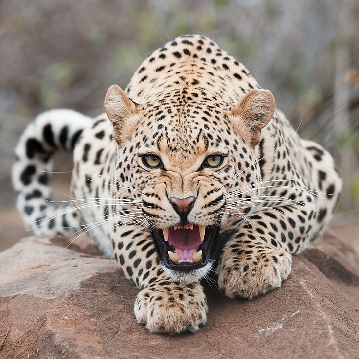 cheetah, face, mouth, leopard, teeth, HD wallpaper