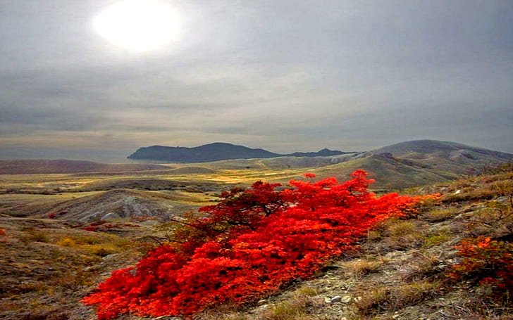 Red Bush, bush, autumn, nature and landscapes, HD wallpaper