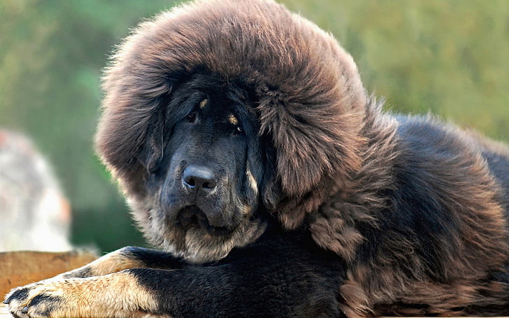 коричневый и черный тибетский мастиф, собака, животные, HD обои