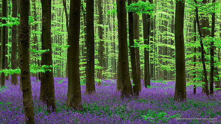 Английски звънци в букова гора, Англия, пролет / лято, HD тапет