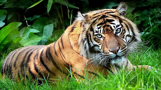 호랑이, 동물, 자연, 야생 동물, 고양이, 큰 고양이, HD 배경 화면 HD wallpaper