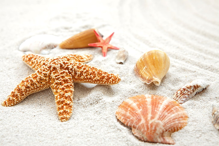 sand, sea, beach, shore, shell, summer, blue, paradise, starfish, seashells, HD wallpaper