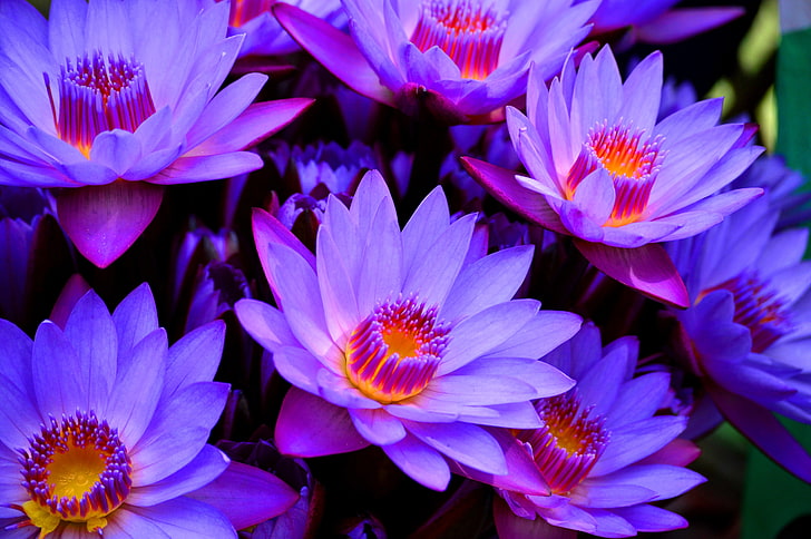purple water lily flowers, macro, Goluboy Lotus, water Lily blue, HD wallpaper
