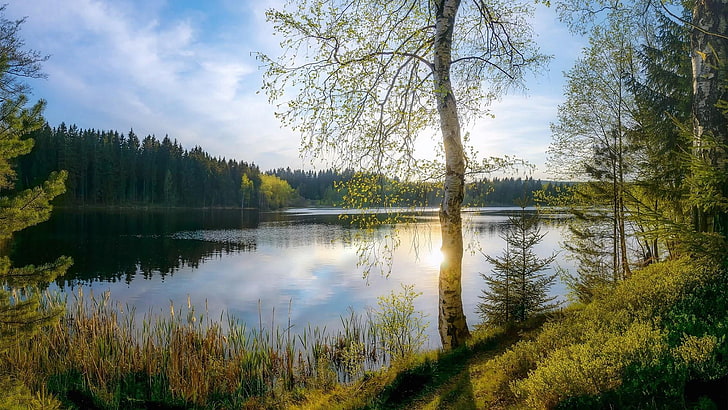lake, wilderness, birch tree, birch, spring, water, sky, tree, loch, wetland, morning, HD wallpaper