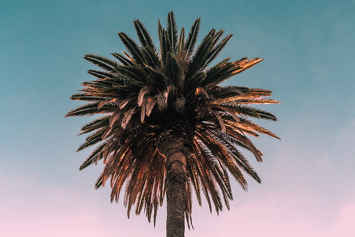 palmier, palmier, arbre, vue de dessous, Fond d'écran HD