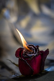 빨간 장미 꽃, 장미, 불, 꽃 봉 오리를 태워, HD 배경 화면 HD wallpaper