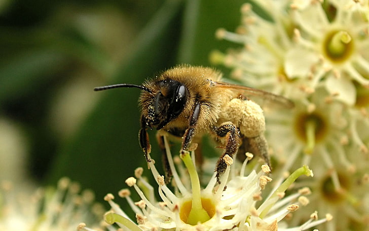 кафява и черна медоносна пчела, пчела, цвете, опрашване, насекомо, HD тапет
