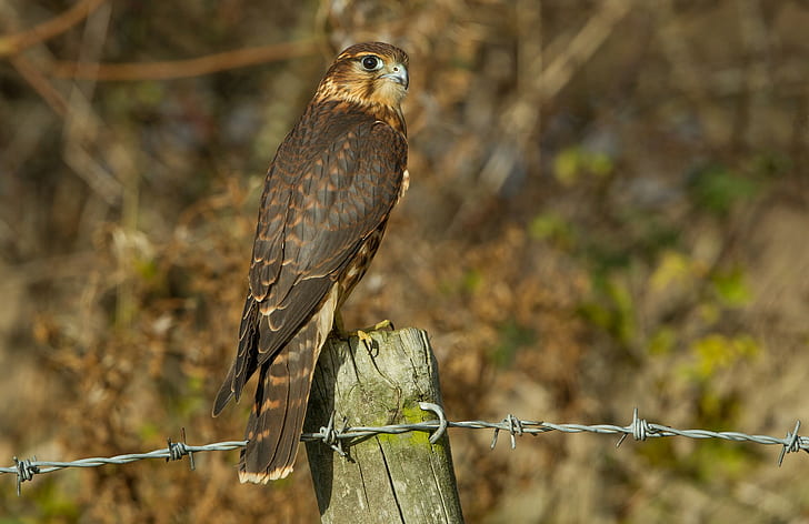 Profil ptaka Falcon, brązowy ptak pierzasty, sokół, ptak, oczy, profil, drewniana kolumna, drut, Tapety HD