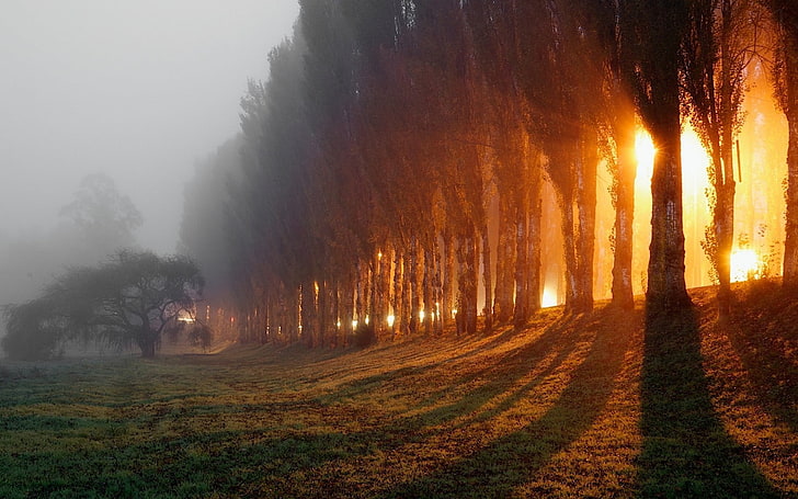 brązowe liściaste drzewa, jesień, las, przyroda, mgła, fotografia, poranek, promienie światła, Tapety HD