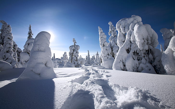 Зима в Финле, деревья, наполненные снегом, фотография, зима, Финляндия, HD обои