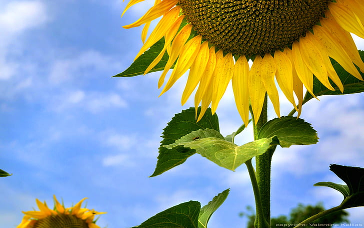 Цвете Слънчоглед HD, снимка на слънчоглед, природа, цвете, слънчоглед, HD тапет