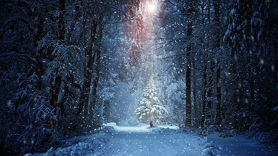 hutan, musim dingin, pohon natal, 8k, bersalju, 8k uhd, salju turun, salju, salju, natal, pohon pinus, pinus, pohon, Wallpaper HD HD wallpaper