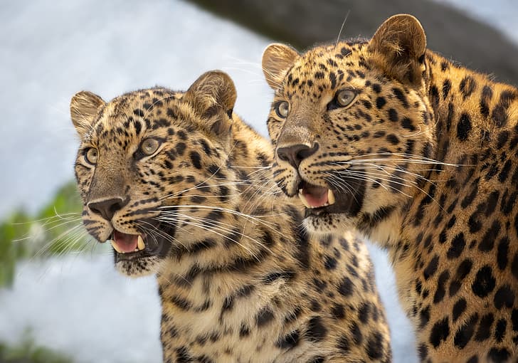 gatos salvajes, una pareja, leopardos, hocico, gemelos, Fondo de pantalla HD