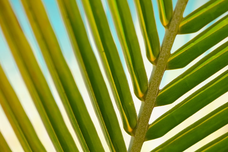 feuilles de noix de coco vertes, feuille, palmier, branche, gros plan, Fond d'écran HD