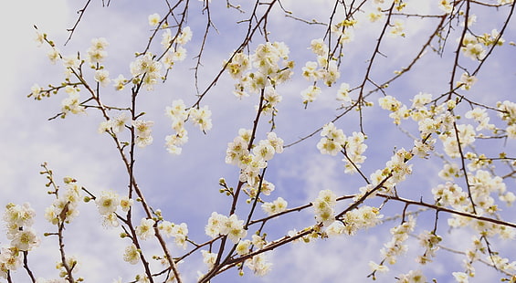 Plum Blossom Branches, Seasons, Spring, Flowers, Background, Blossom, Plum, blueday, Sfondo HD HD wallpaper