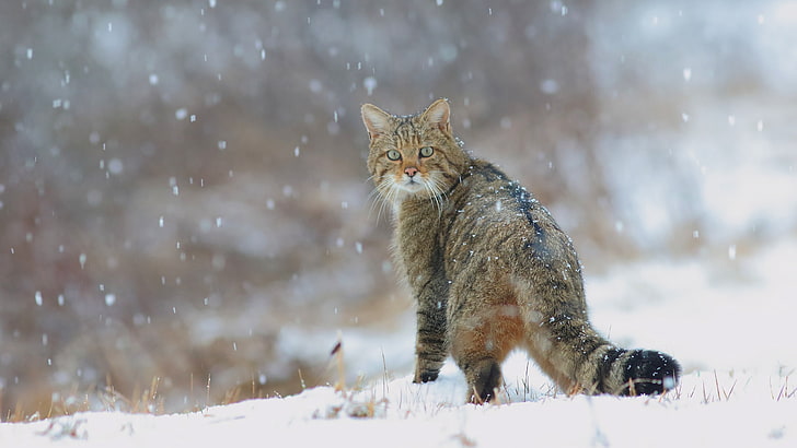 inverno, gatto, neve, gatti, natura, coda, nevicate, selvaggio, foresta, gatto selvatico, gatto selvatico europeo, Sfondo HD