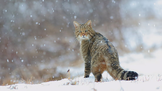 winter, cat, snow, cats, nature, tail, snowfall, wild, forest, wildcat, European wild cat, HD wallpaper HD wallpaper