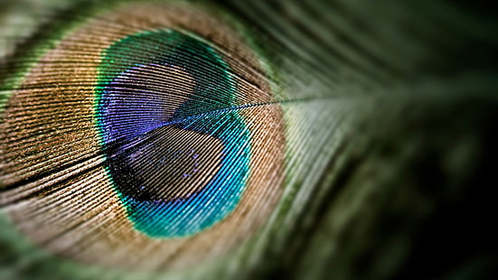 green and blue peacock feather, peacocks, feathers, pattern, HD wallpaper HD wallpaper