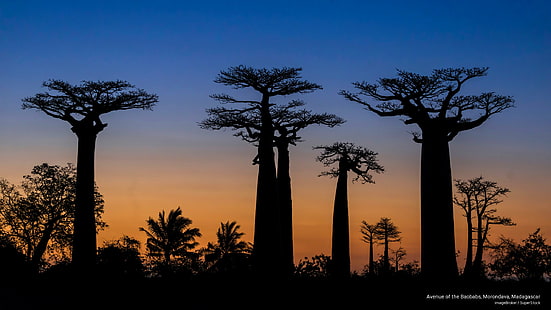 Avenue of the Baobabs, Morondava, Madagascar, Nature, HD wallpaper HD wallpaper