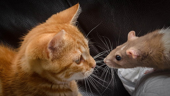 кошка, крыса, мило, смешно, фауна, усы, кошка, как млекопитающее, котенок, мех, мышь, HD обои HD wallpaper