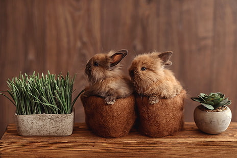 tavolo, piante, coniglio, coppia, conigli, bambini, una coppia, marrone, pentole, due, carino, due conigli, Sfondo HD HD wallpaper