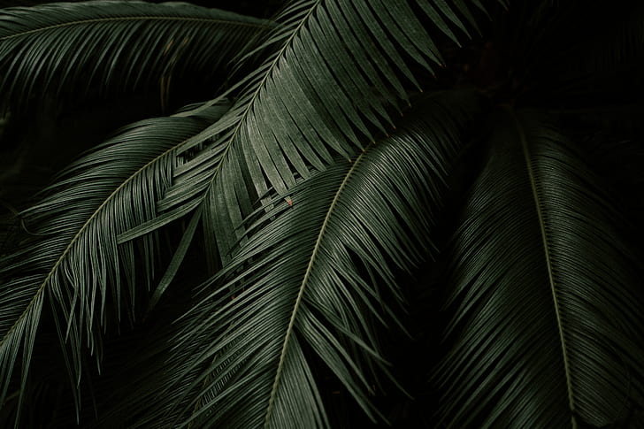 leaves, plant, green, dark, botanical garden, HD wallpaper