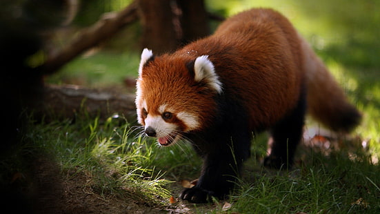 red panda, animals, nature, red panda, HD wallpaper HD wallpaper
